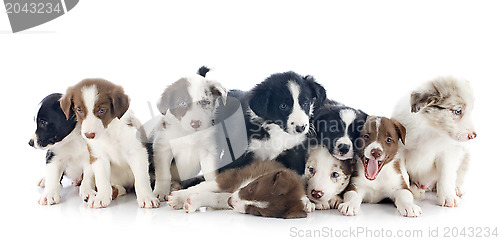 Image of puppies border collies