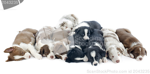 Image of puppies border collies