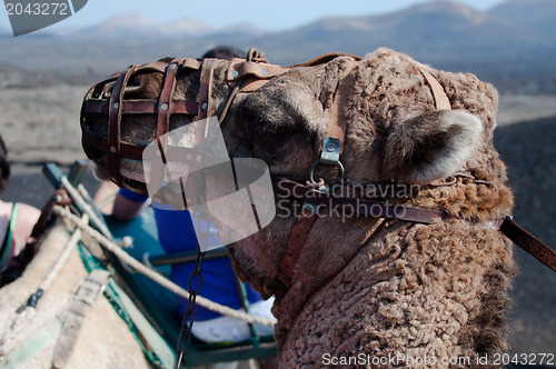 Image of Dromedary Excursion on Lanzarote