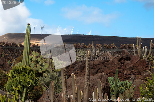 Image of Jardin De Cactus, Lanzarote