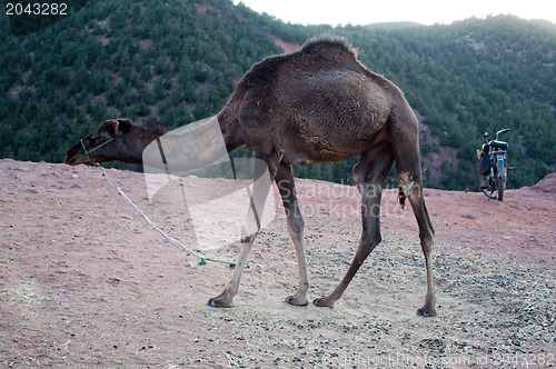 Image of Resting Camel
