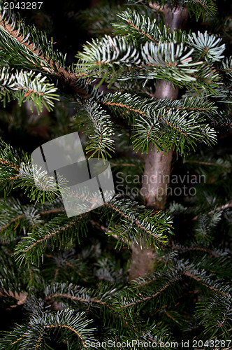 Image of Caucasian Fir Branches