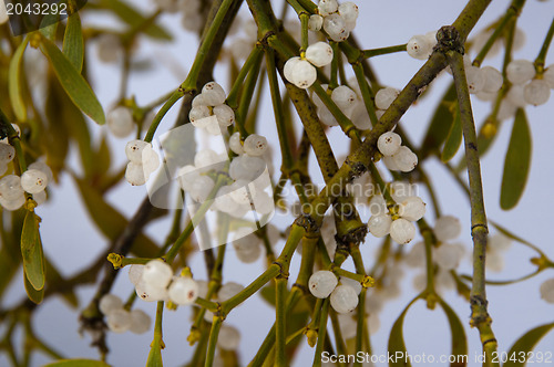 Image of Mistletoe