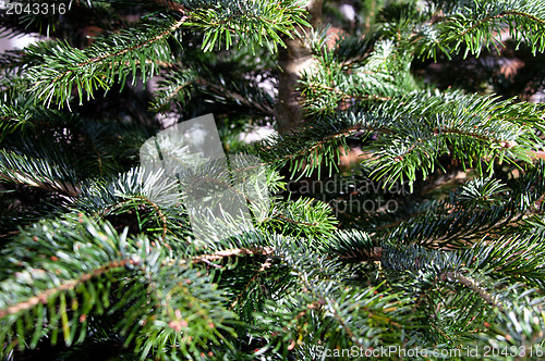 Image of Caucasian Fir Branches