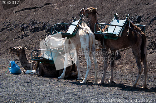 Image of Camels In Lanzarote