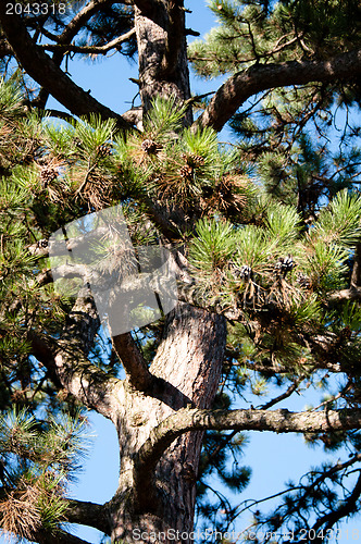 Image of Pinetrees