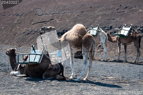 Image of Camels In Lanzarote