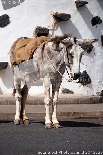 Image of Spanish Donkey