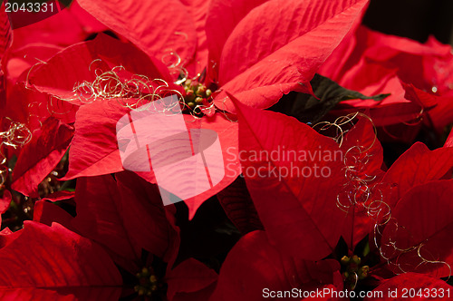 Image of Festive Poinsettia