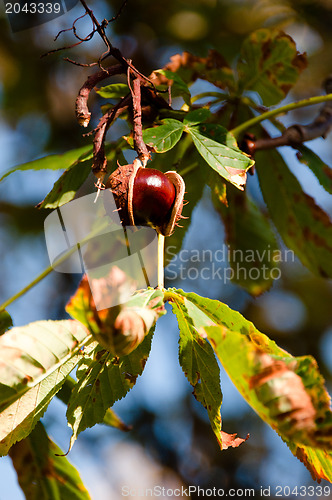 Image of Chestnut