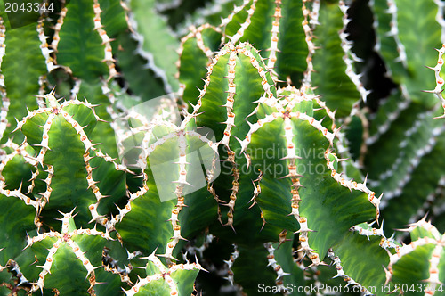 Image of Green and White Cactus