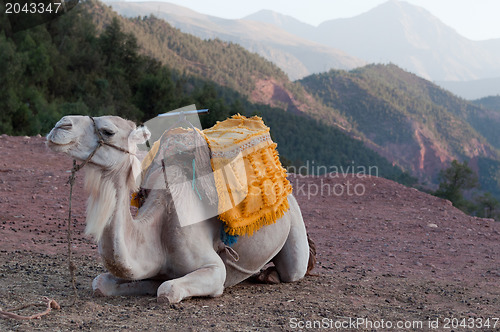 Image of Resting Camel