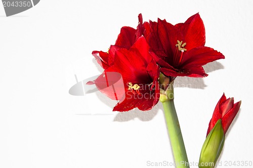 Image of Red amaryllis greeting card