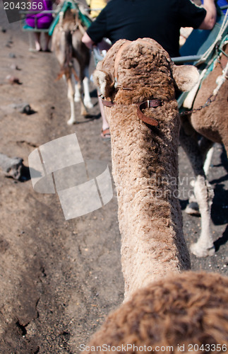 Image of Dromedary Excursion on Lanzarote