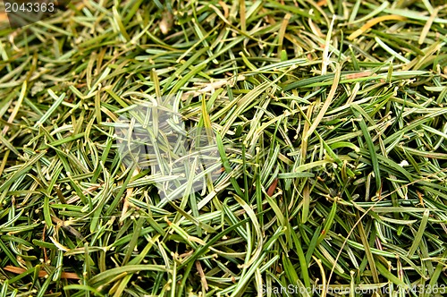 Image of Closeup of fir needles