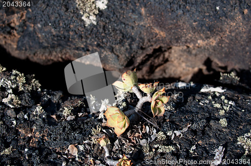 Image of Lanzarote Soil And Plant