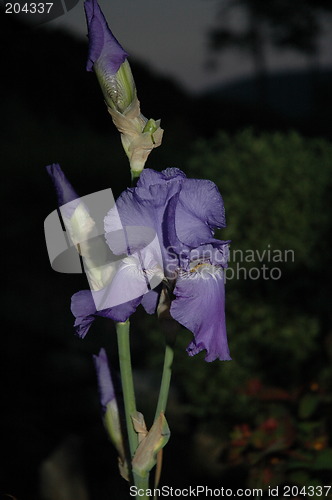 Image of purple flower