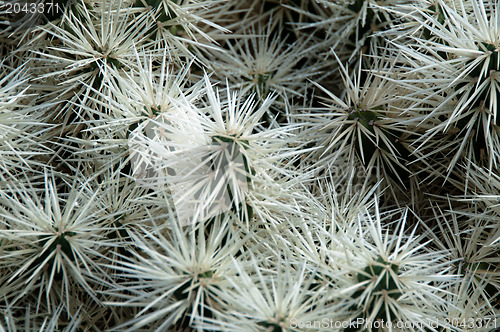 Image of Green and White Cactus