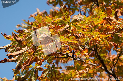 Image of Colorful Chestnut Tree in Autumn light