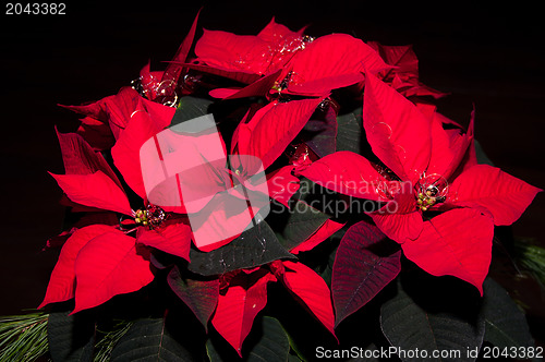 Image of Festive Poinsettia