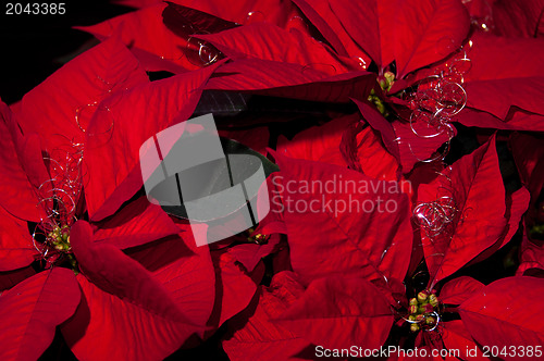 Image of Festive Poinsettia