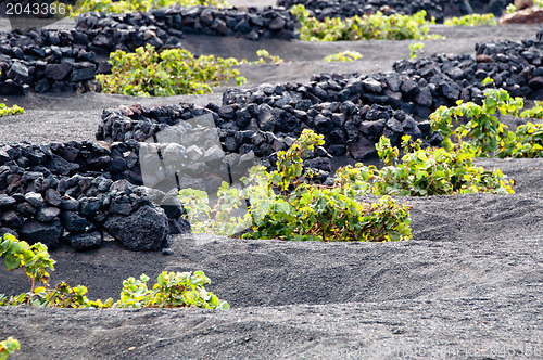 Image of Lanzarote Vineyards