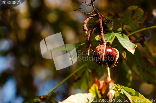 Image of Chestnut