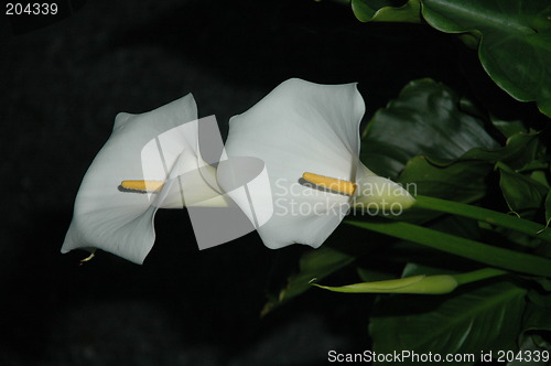 Image of Easter Lilly