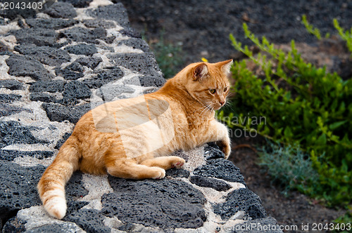 Image of Golden Cat