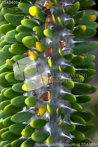 Image of Green Cactus