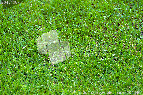 Image of Football Stadium Grass