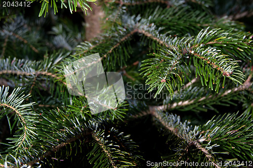 Image of Caucasian Fir Branches