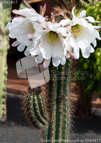 Image of Saguaro Cactus Bloom