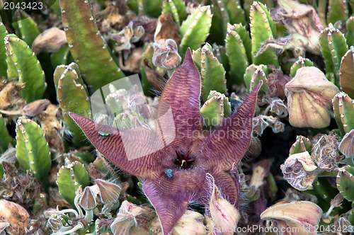 Image of Carnivorous Succulent Cactus Plant