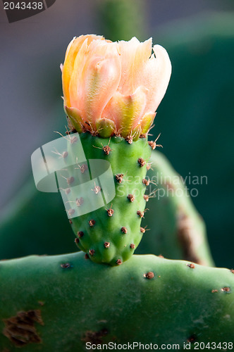 Image of Yellow Prickly Pear Cactus Flower