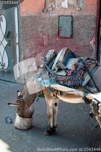 Image of Feeding The Donkey