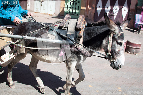 Image of Donkey Carriage