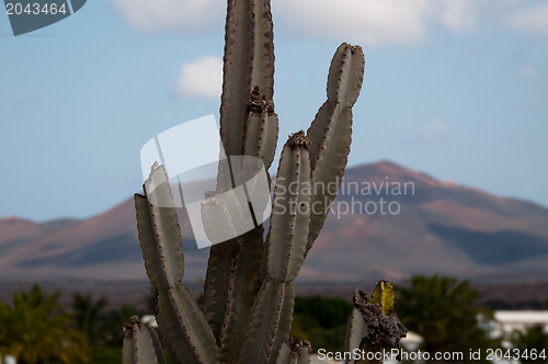 Image of Cactus on Lanzarote, Canary Islands, Spain