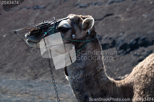 Image of Dromedary on Lanzarote