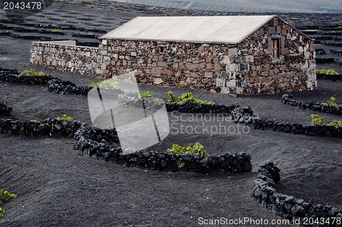 Image of Lanzarote Winery