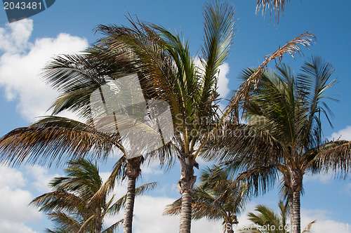 Image of Palm trees