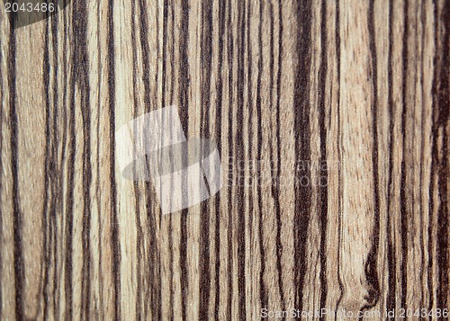 Image of tree wood textured background