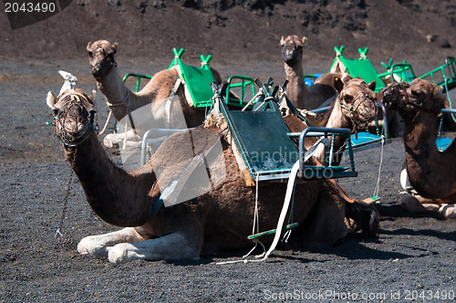 Image of Camels In Lanzarote