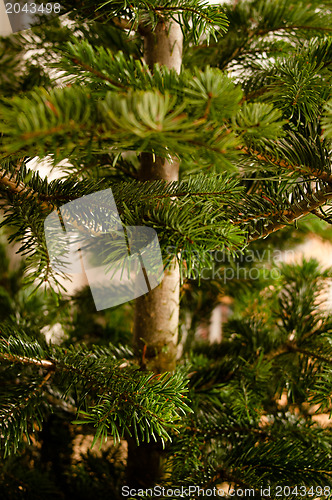 Image of Caucasian Fir Branches