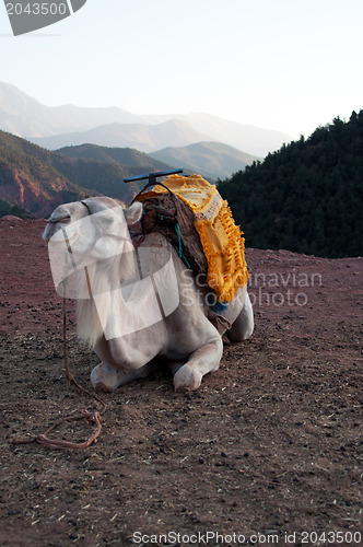 Image of Resting Camel