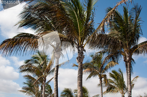 Image of Palm trees