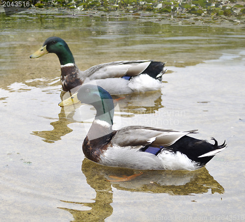 Image of Mallard Ducks