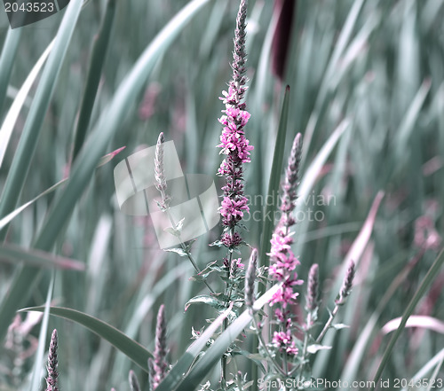 Image of Grass And Wild Flowers