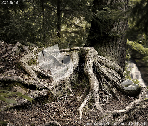 Image of Tree Roots