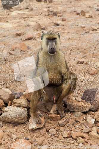 Image of Baboon in Kenya